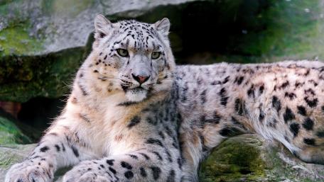 Snow leopard wallpaper