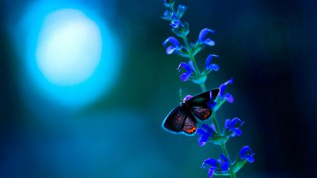 Ethereal Beauty of a Butterfly wallpaper