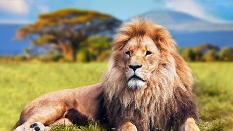 Majestic Lion in Natural Habitat wallpaper