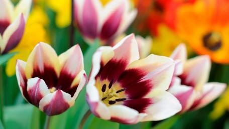 Blooming tulips wallpaper