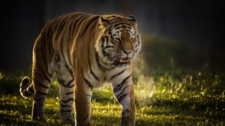 Tiger's Morning Breath wallpaper
