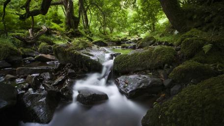 Tranquil Brook in a Lush Green Forest wallpaper