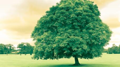 Solitary Green Marvel Amidst Nature's Splendor wallpaper