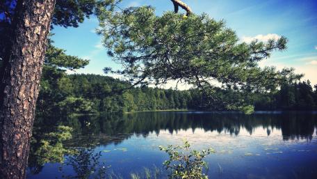 Tranquil Lake Reflections in Nature's Embrace wallpaper