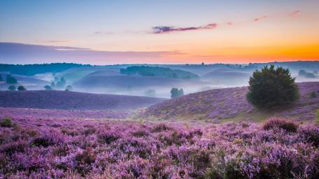 Posbank Veluwe national park, Netherlands wallpaper