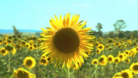 Sunflowers wallpaper