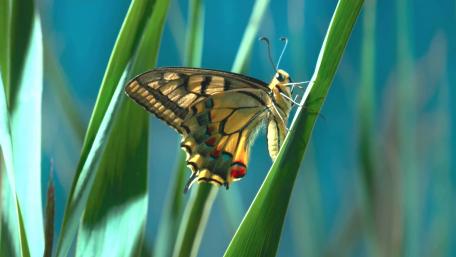 Colorful Butterfly on Green Leaves Wallpaper wallpaper