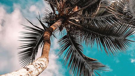 Palm tree low angle view wallpaper