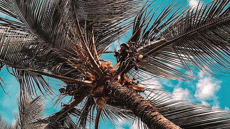 Palm tree worm view wallpaper