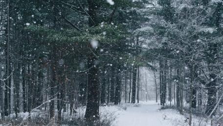 Winter Wonderland in 8K wallpaper