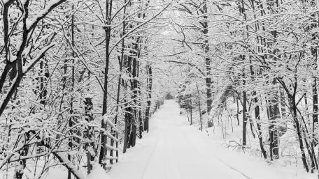 Winter's Monochrome Majesty wallpaper