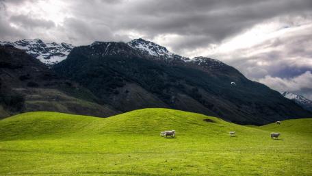 Mountain Sheep Grazing Blissfully wallpaper