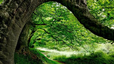 Underneath an old tree wallpaper