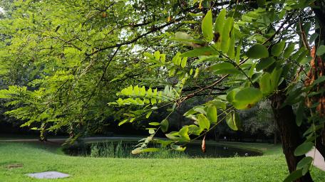 Lush Greenery Embracing Serene Waterscape wallpaper