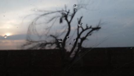 Misty Tree Silhouette in Nature Scene wallpaper