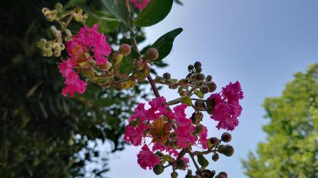 Vibrant Pink Blossoms Against a Clear Sky wallpaper