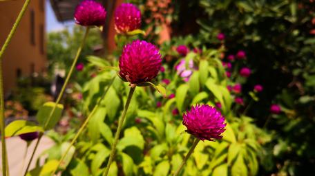 Vibrant Pink Globe Amaranth Blooms Brighten the Garden Space wallpaper