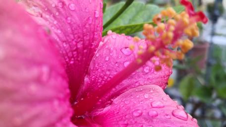 Blooming Hibiscus with Raindrops Shimmering in Pink Light wallpaper