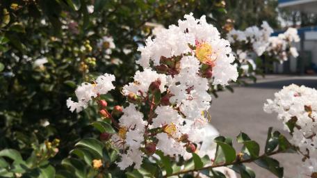 Delicate White Blossoms Among Greenery wallpaper