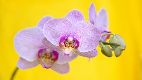 Delicate Orchid Blooms on a Bright Yellow Background wallpaper