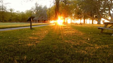 Golden Rays of Nature's Embrace wallpaper