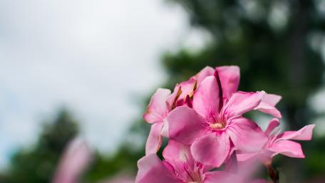 Graceful Pink Blossoms in Nature's Embrace wallpaper