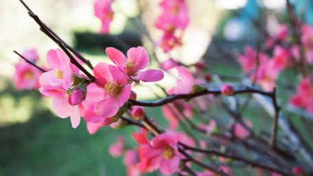 Pink Blossoms in Bloomful Harmony wallpaper