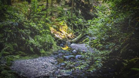 Serene Jungle Brook Amidst Lush Greenery wallpaper