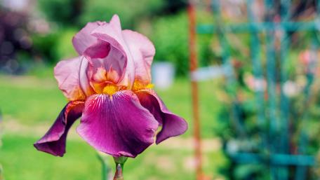 Elegant Iris Blooming in Garden Scene wallpaper