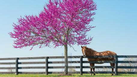 Springtime Serenity with a Horse in Blossom wallpaper