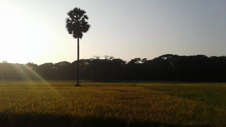 Golden Horizon Over Verdant Fields wallpaper
