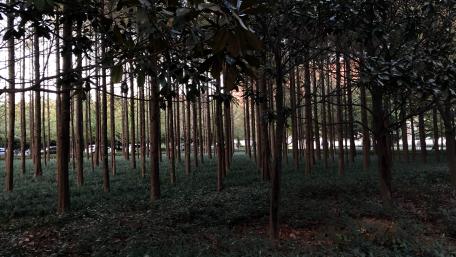 Trees wallpaper