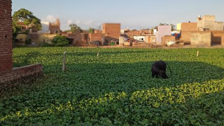 Serene Scene of a Grazing Buffalo in a Lush Field wallpaper