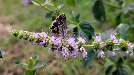 Delicate Butterfly on Blooming Lavender Flowers wallpaper