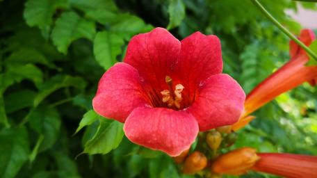 Vibrant Red Trumpet Flower Among Green Foliage wallpaper