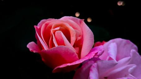 Pink Rose Blossoms in Soft Glare of Light wallpaper