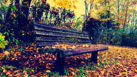 Golden Autumn Serenity: A Bench Amidst Falling Leaves wallpaper
