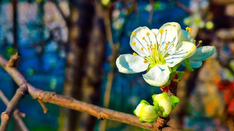 Spring Blossom on a Sunlit Twig wallpaper