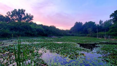pond wallpaper