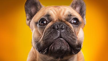 French bulldog wallpaper