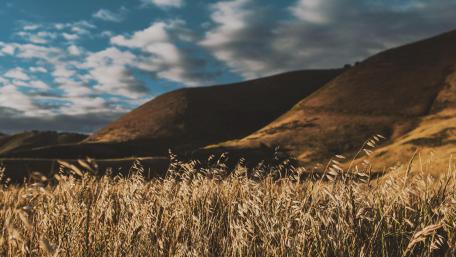 Serene Hillside Landscape in 4K Quality wallpaper