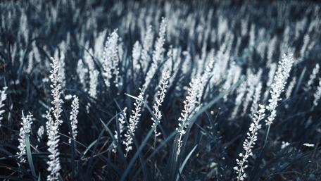 Monochrome Serenity in Flower Fields wallpaper