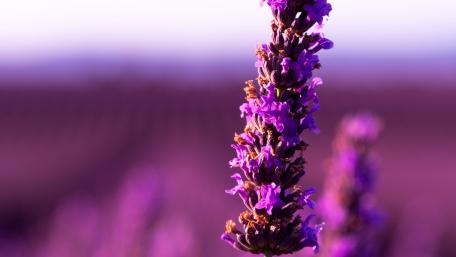Purple Serenity in Bloom wallpaper