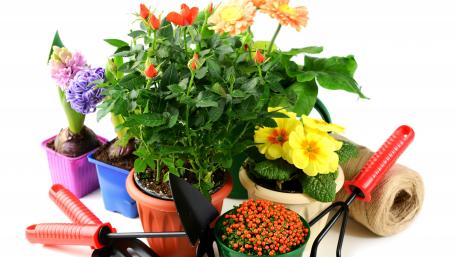 Vibrant Flowerpots for Enthusiastic Gardeners wallpaper