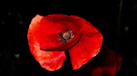 Vibrant Red Poppy Flower Against Dark Background wallpaper