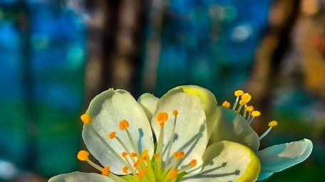 Spring Flora in Soft Focus wallpaper
