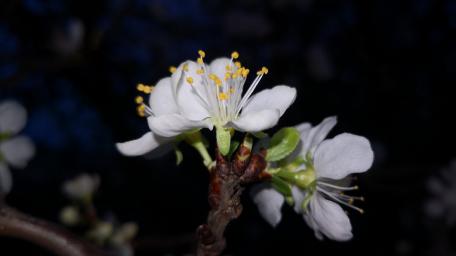 Spring blossom by night wallpaper