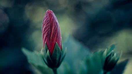 Red bud wallpaper