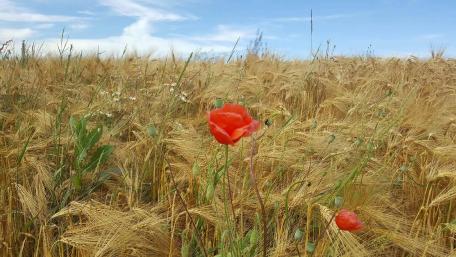 Vibrant Poppy in Golden Barley Field wallpaper