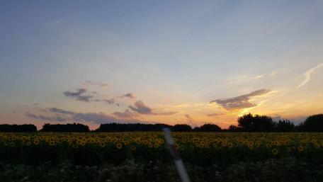 Sunset Over a Field of Sunflowers wallpaper